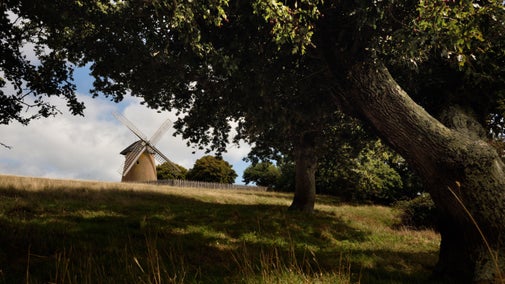 Bembridge Windmill with four sails in the background with a blue sky and a large tree in the foreground